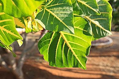 《Dreamsweeper》登陆Steam 肉鸽元素扫雷玩法